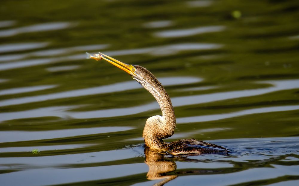 Photograph by Purnendu Bagchi