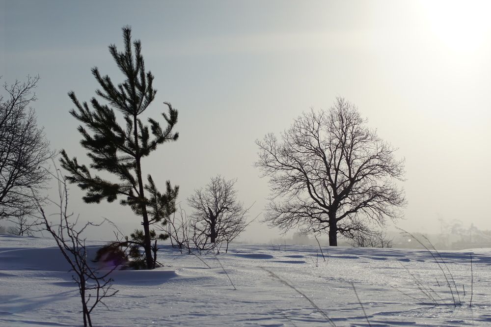 Морозное утро