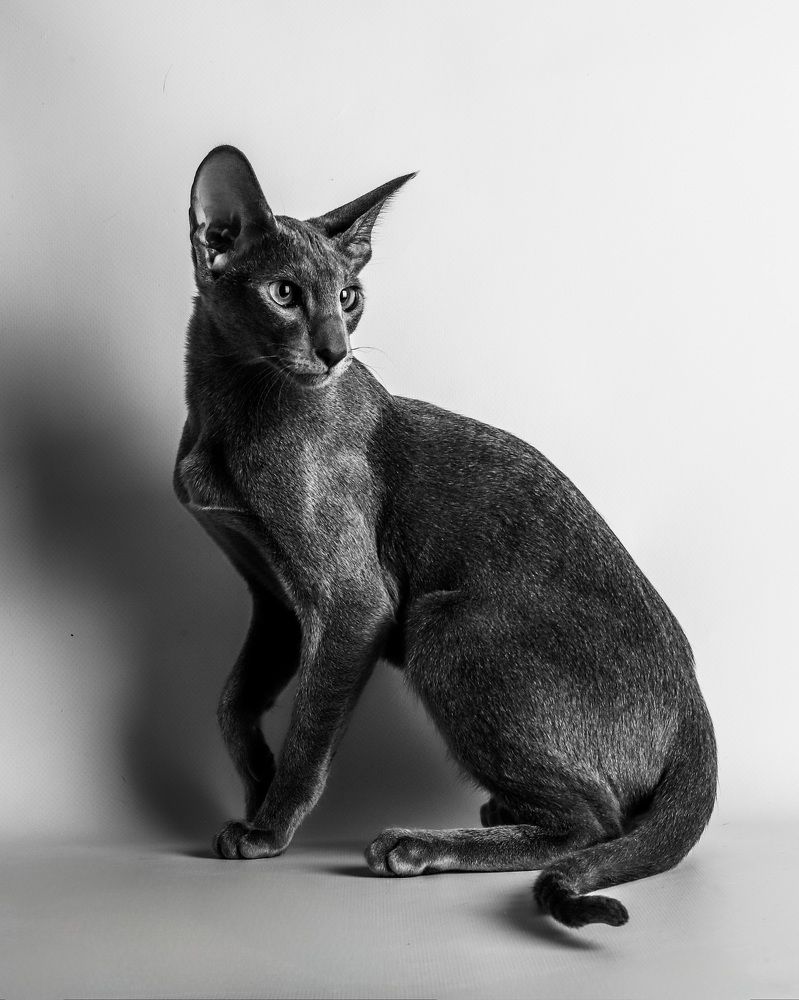 Photograph by Альвина Кузнецова