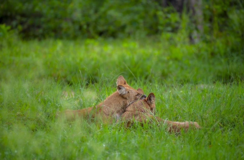 The beauty of Wildlife
