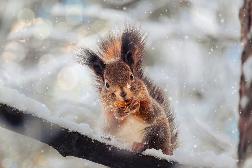 Photograph by Парфентьев Антон