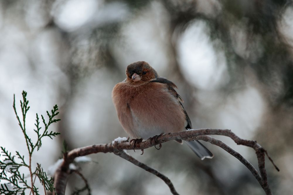 Photograph by Мария Мостипака