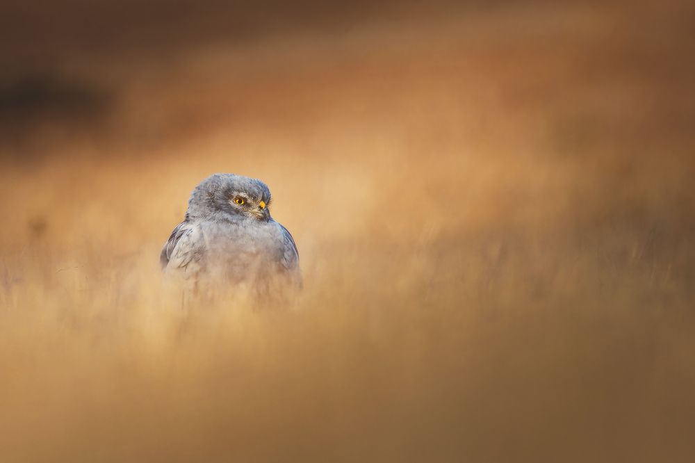 Фотография автора Pramit Karmakar