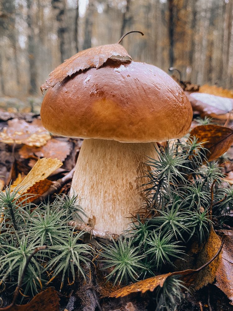 Photograph by Анна Бобкова