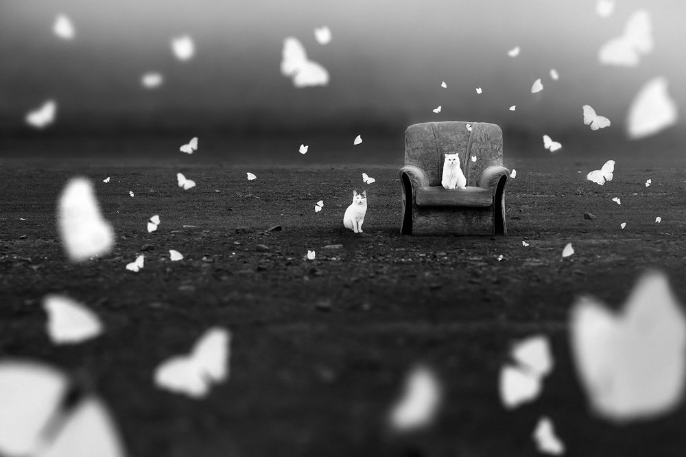 Photograph by Farzad Ajori