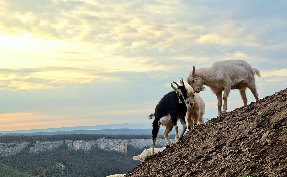 Битва на закате