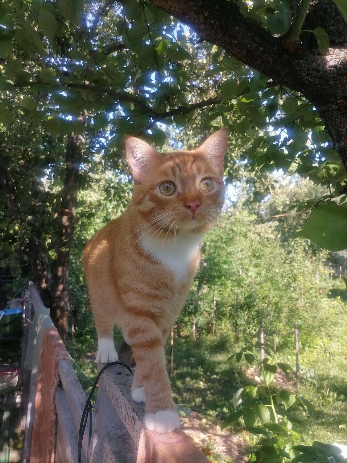 Фотография #10404271