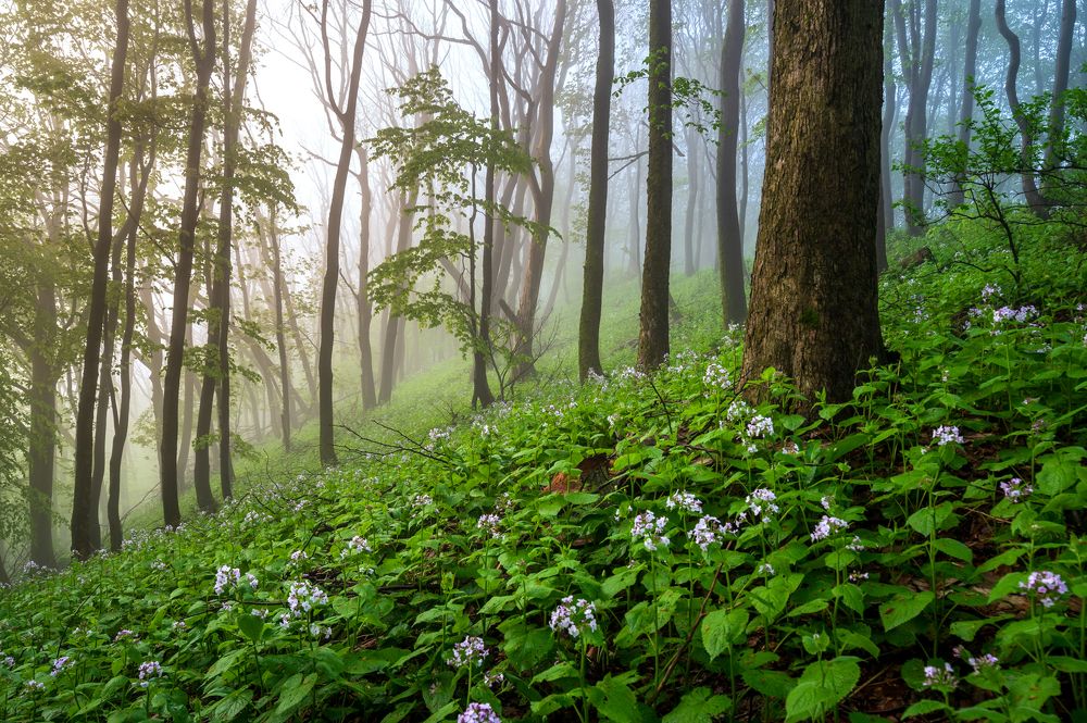 Photograph by Mirosław Pruchnicki