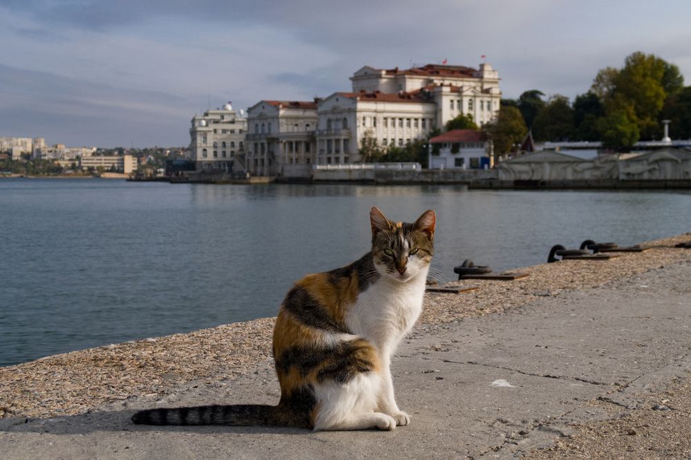 Незнакомка на променаде / Promenade Lady