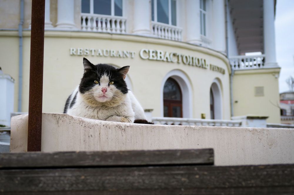 Ресторатор / Restaurateur