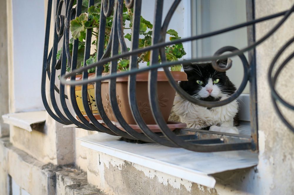 Интроверсия / Introversion