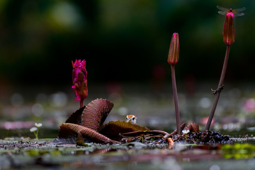 Photograph by Prince Paul Joy