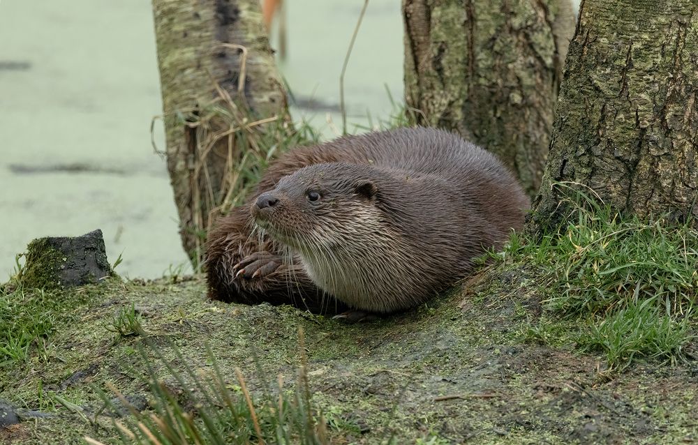 Otter