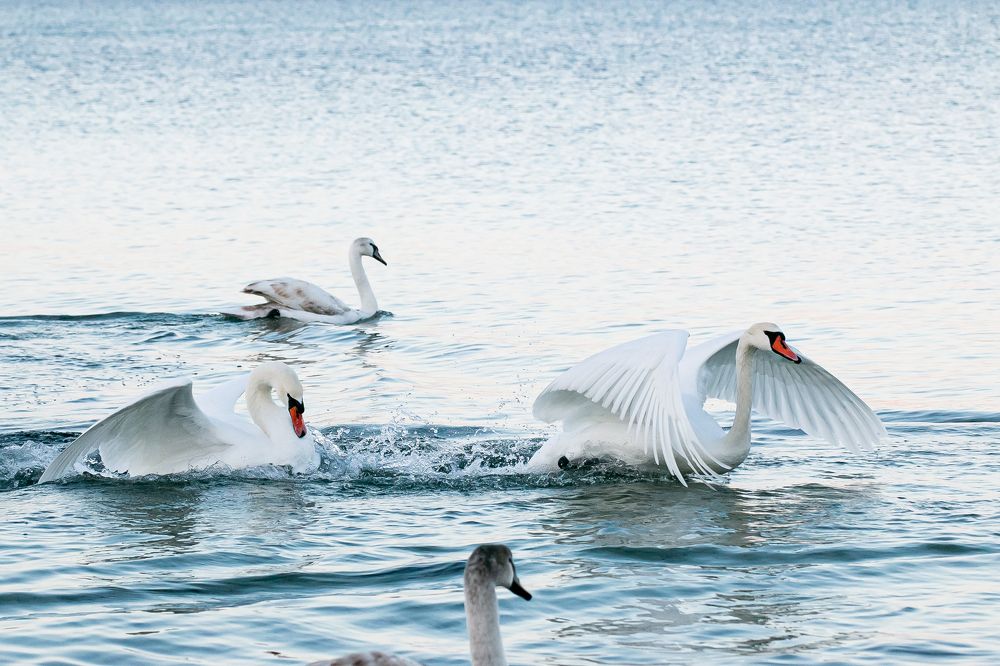 Photograph by Мария Мостипака