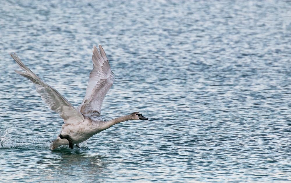 Photograph by Мария Мостипака
