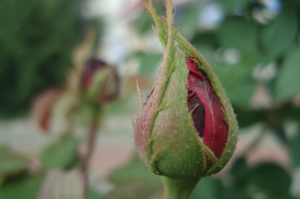 РОЗЫ ШЕБЕКИНО