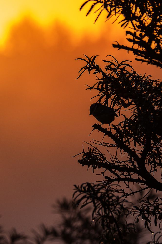 Photograph by Смоляк Максим Дмитриевич