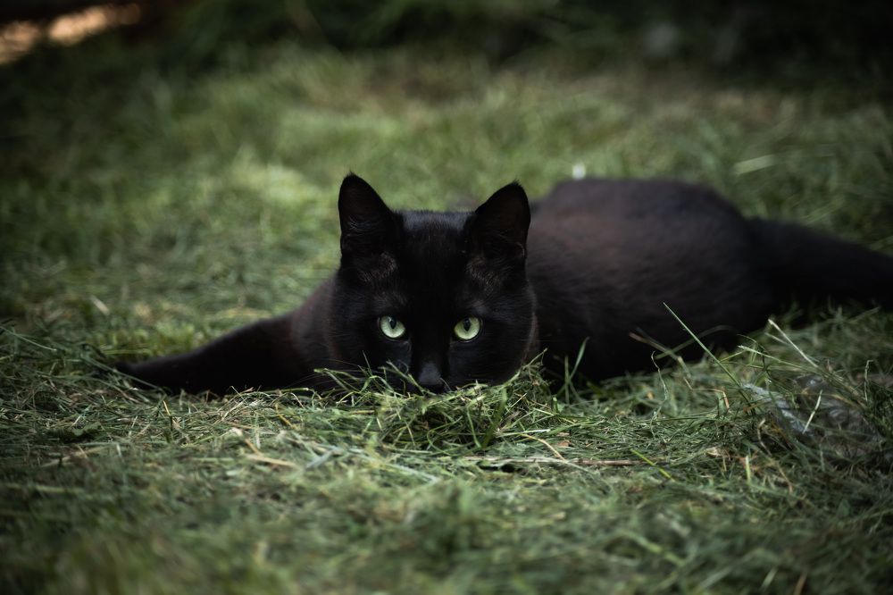 A look into the soul