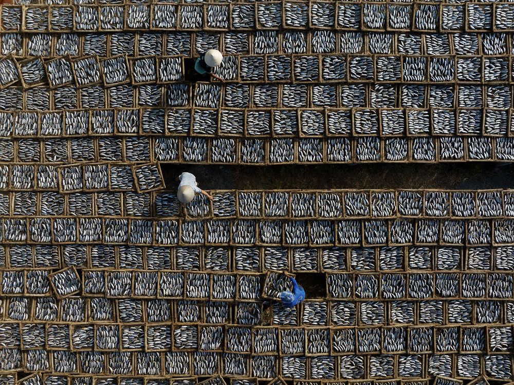 Drying fish in Vietnam
