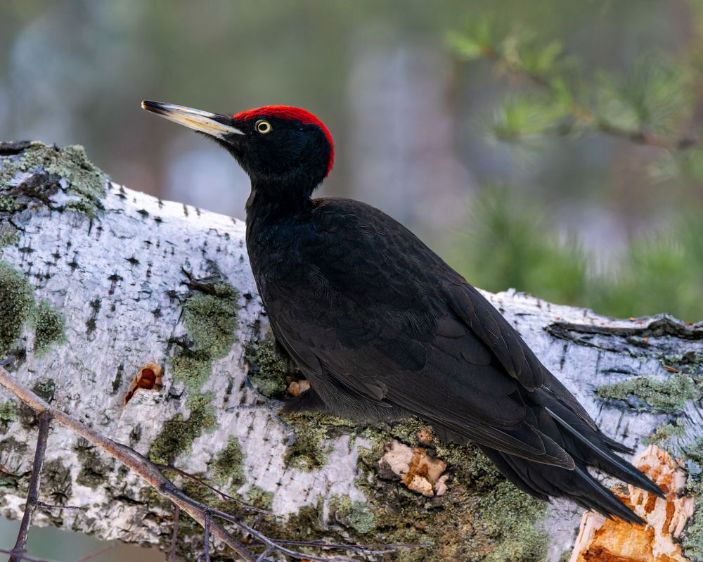Будни черного дятла. The day-to-day of the black woodpecker.