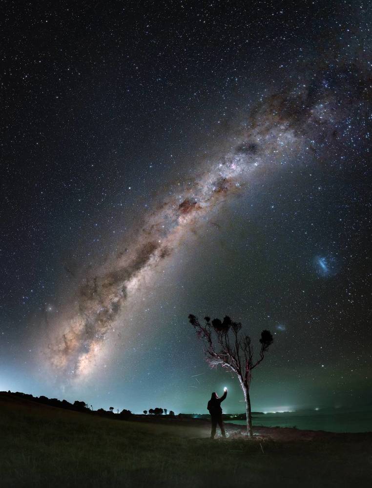 Desolate trees on the southern coast of Chile