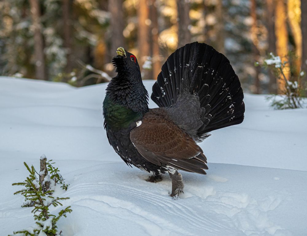 Зимний танец глухаря