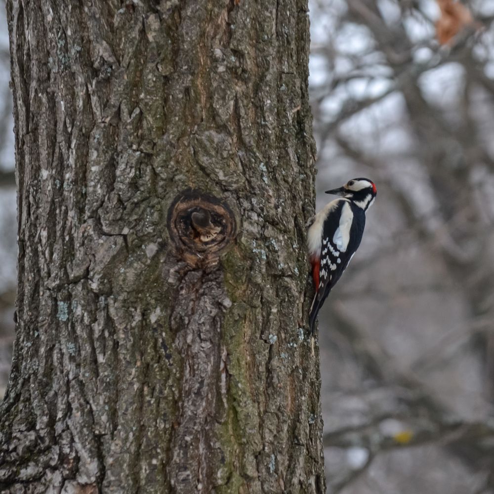 Photograph by Валерий Верещако