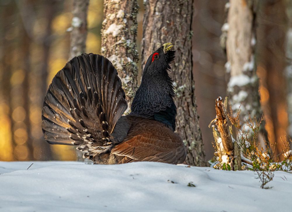 Photograph by Савчук Сергей