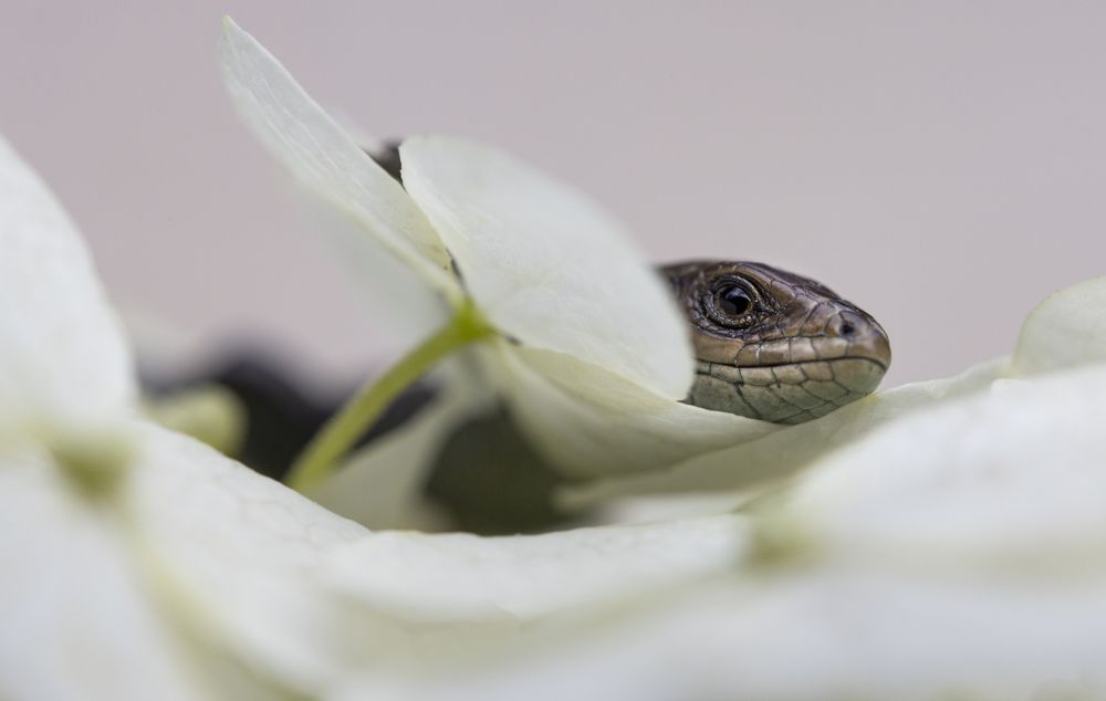 Photograph by Людмила Бегунова