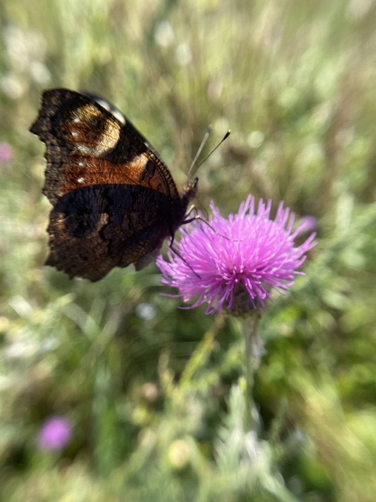 Фотография автора Нина Мальцева