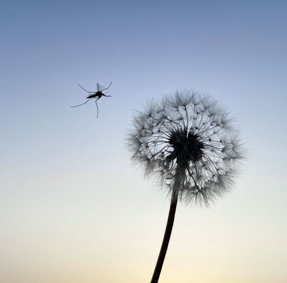 Фотография автора Нина Мальцева