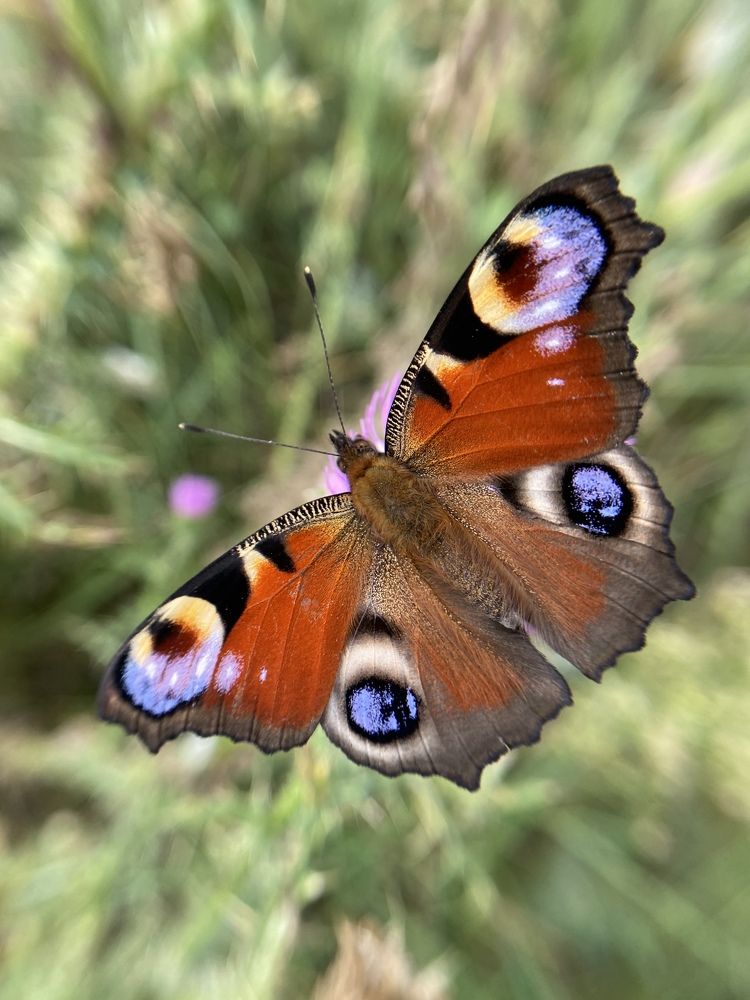 Фотография автора Нина Мальцева