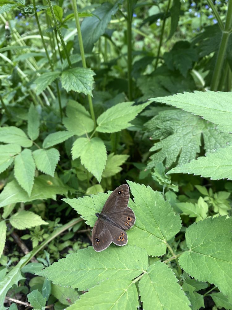Фотография автора Нина Мальцева