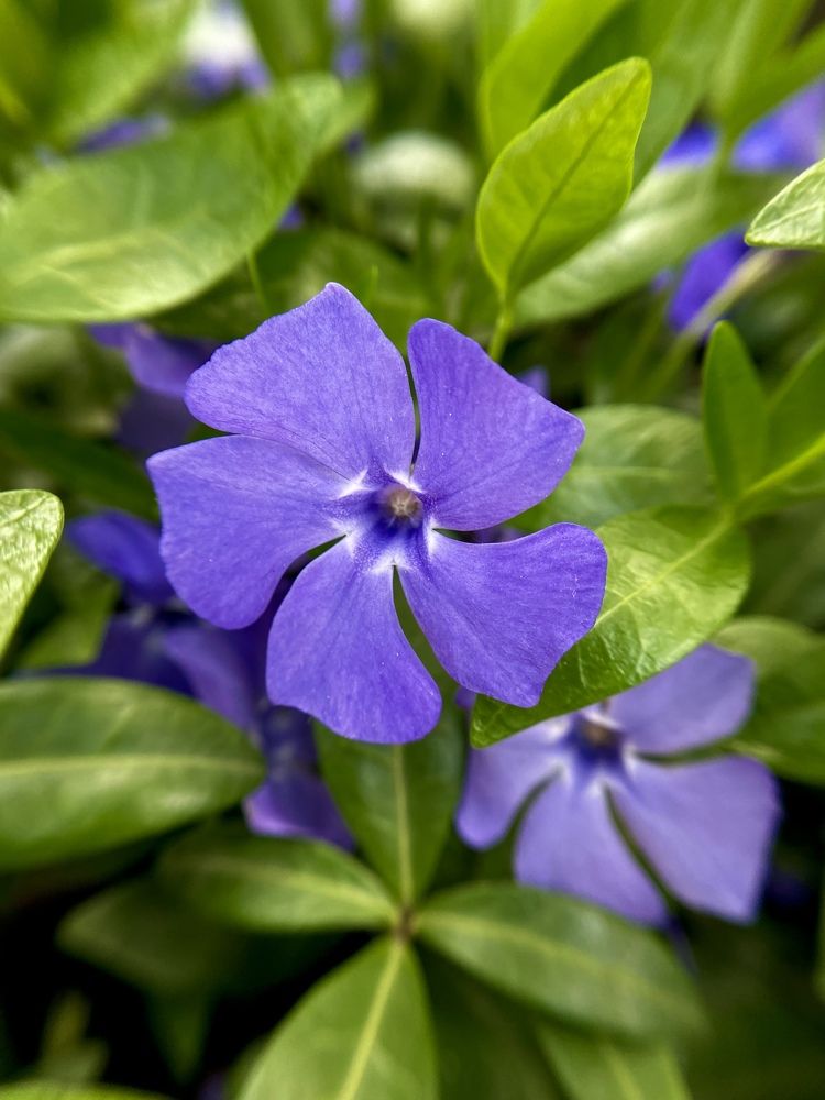 Фотография автора Нина Мальцева