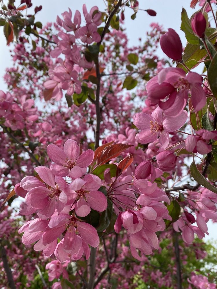 Фотография автора Нина Мальцева