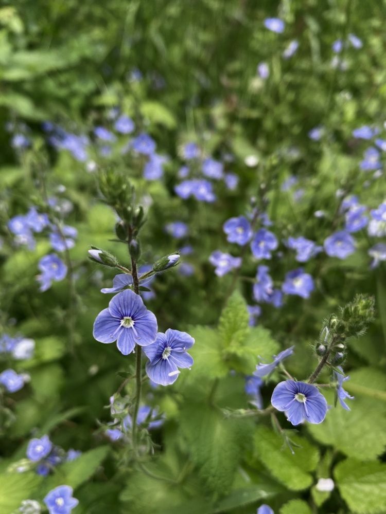 Фотография автора Нина Мальцева