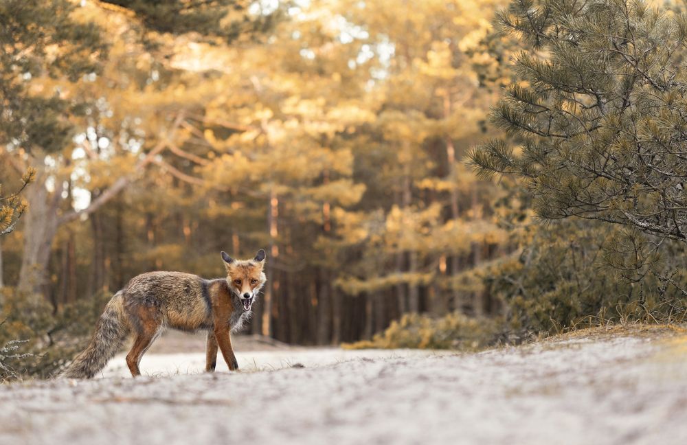 Photograph by Людмила Бегунова
