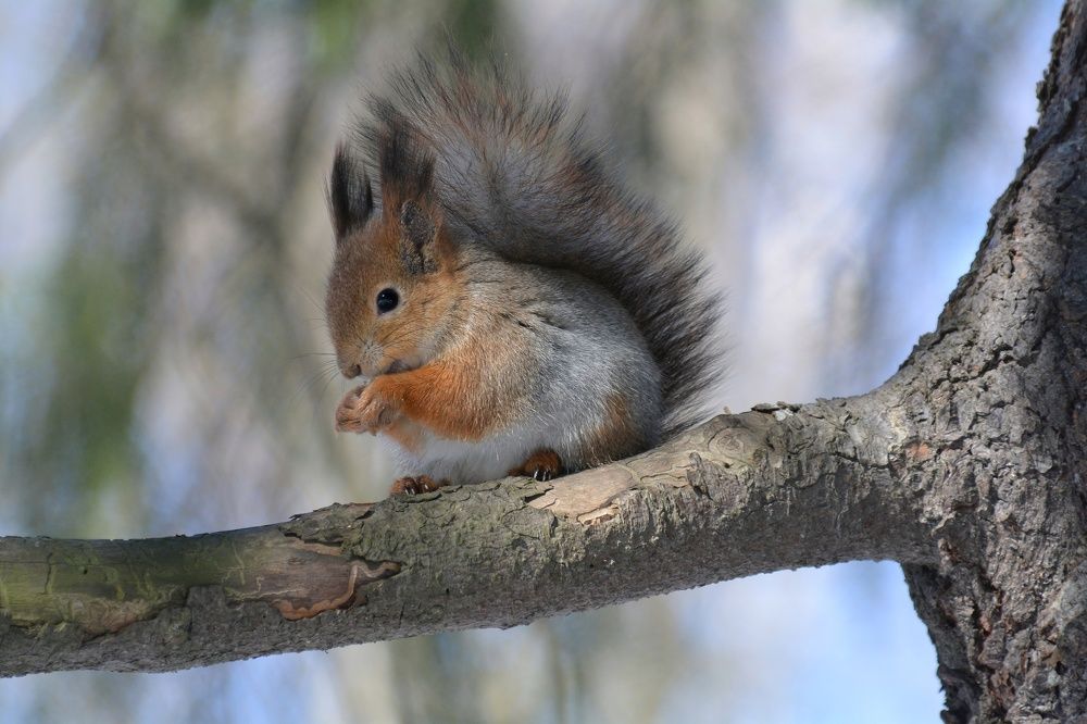 Photograph by Алексей Фомичев