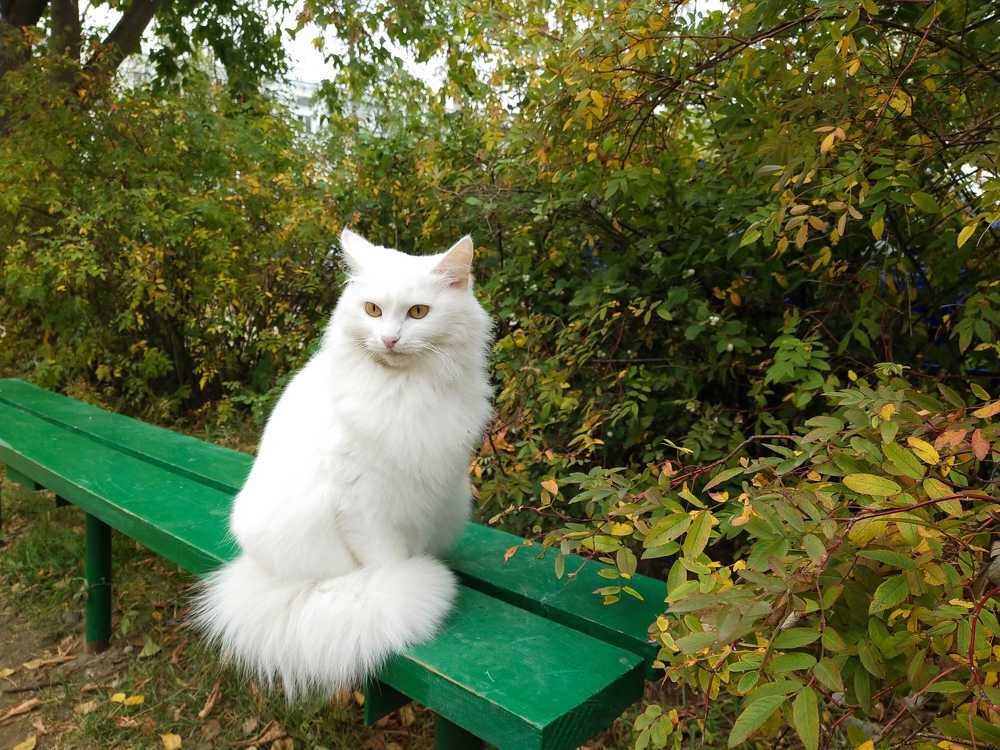 Белоснежка
