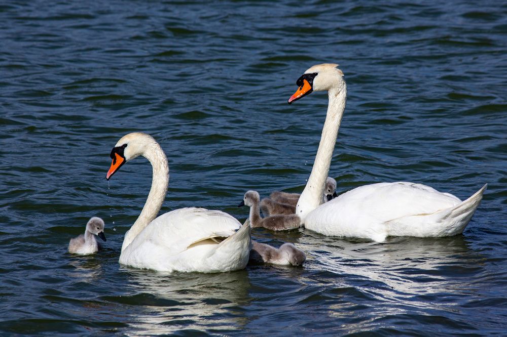 A family of mute swans enjoying springtime