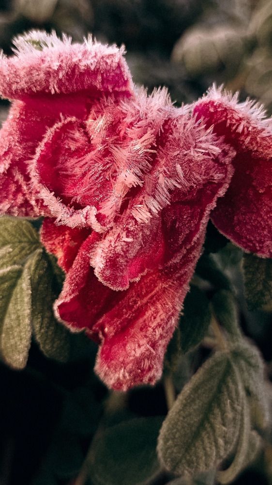 Photograph by Ольга Леонова