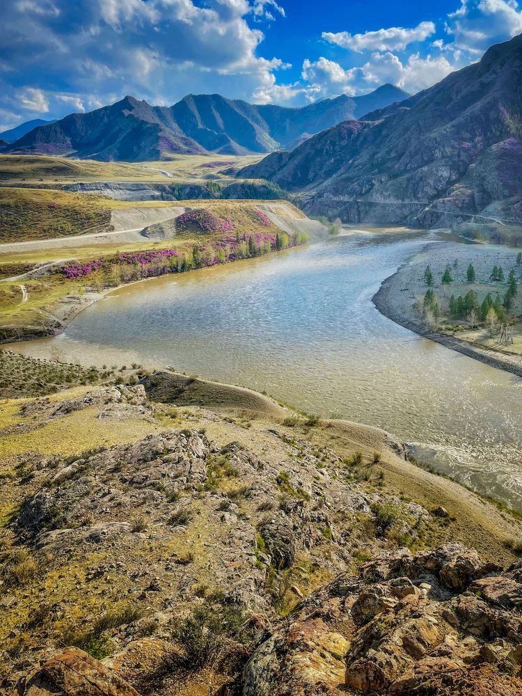 Розовые берега Катуни