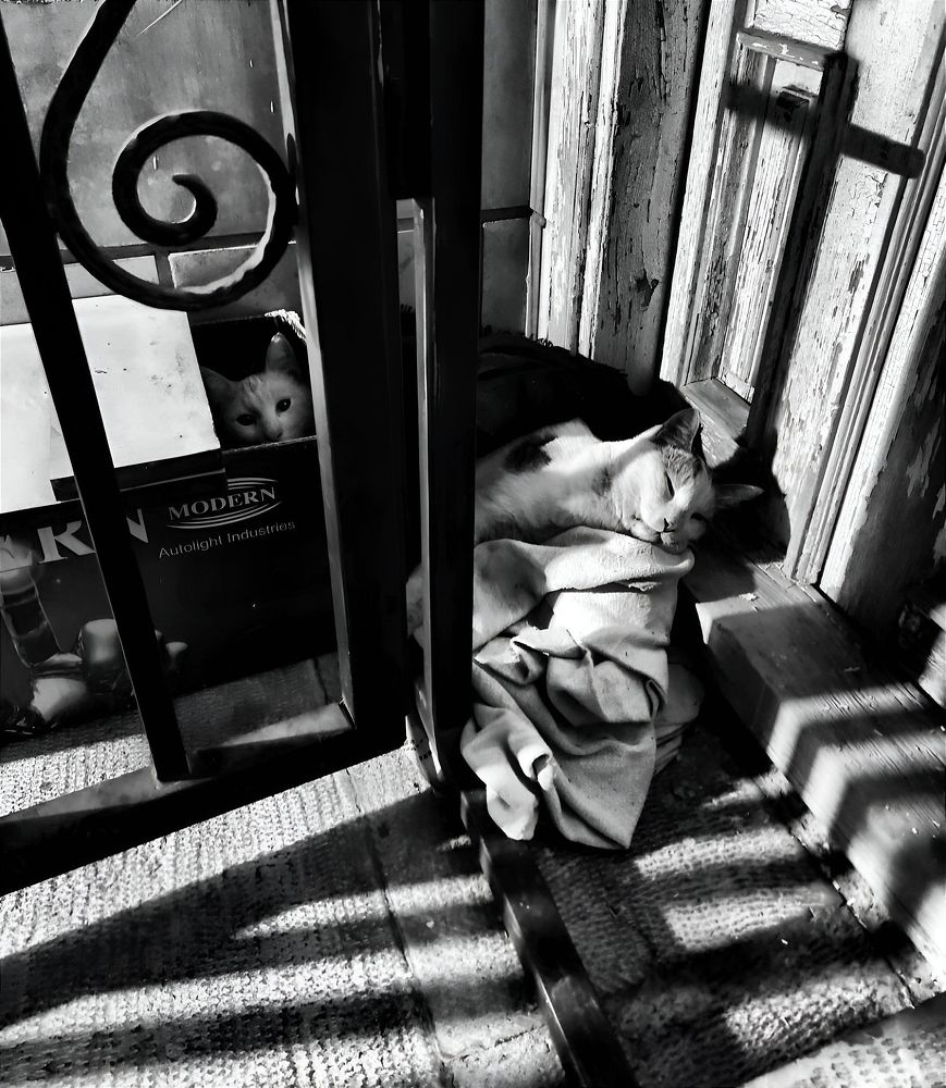 Photograph by Ali Nadri