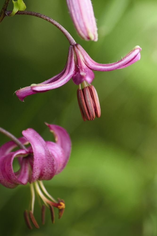 Photograph by FILIP BETKO