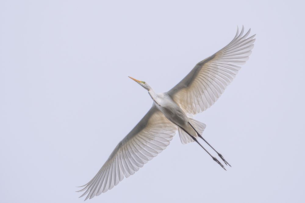 Крылья. // Wings.