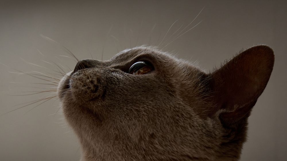 Фотография автора Нина Михеева