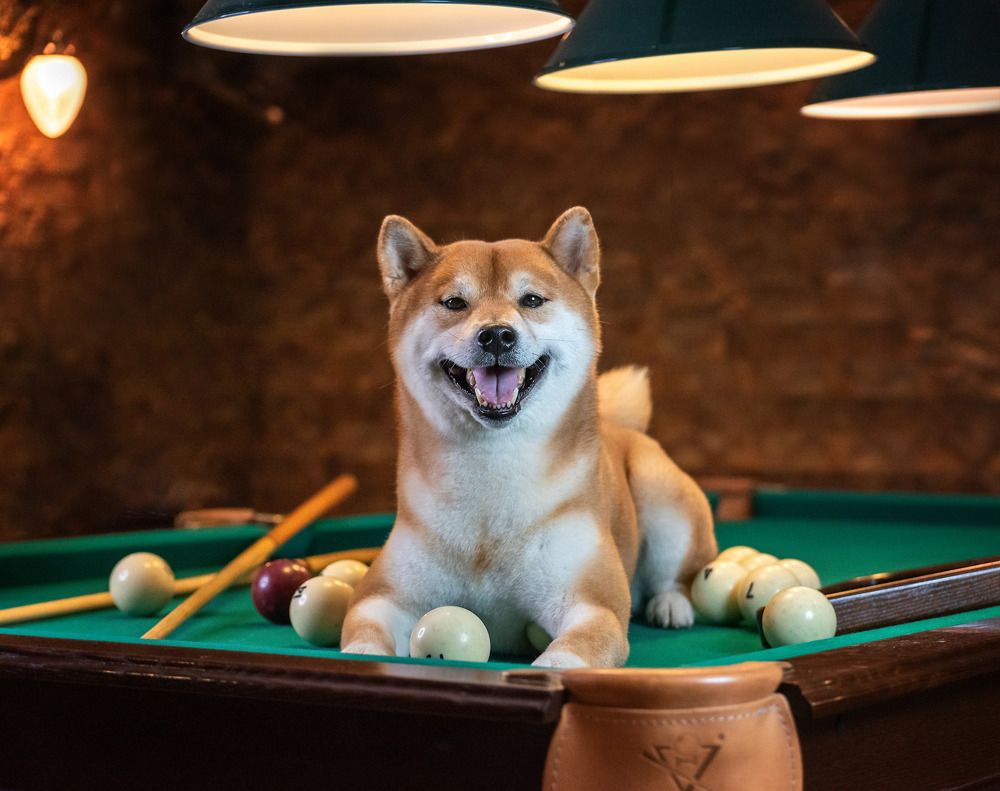 Фотография автора Ольга Фомичева