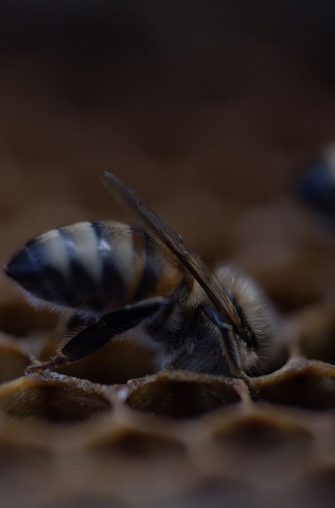 Photograph by Елена Чистова