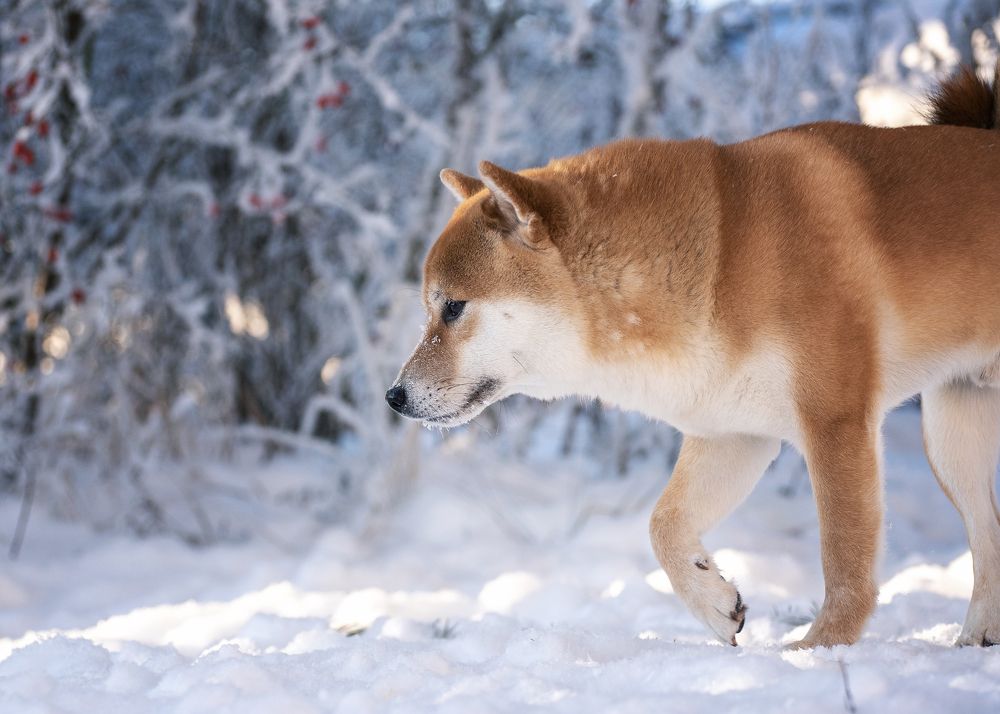 Фотография автора Ольга Фомичева