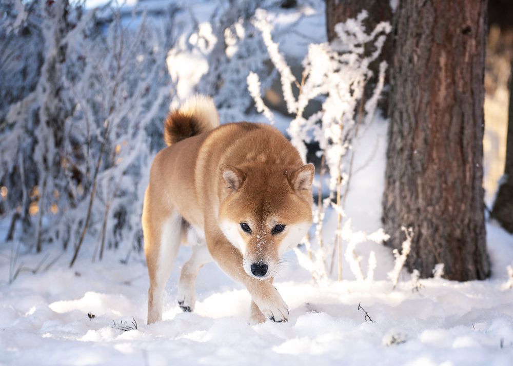 Фотография автора Ольга Фомичева